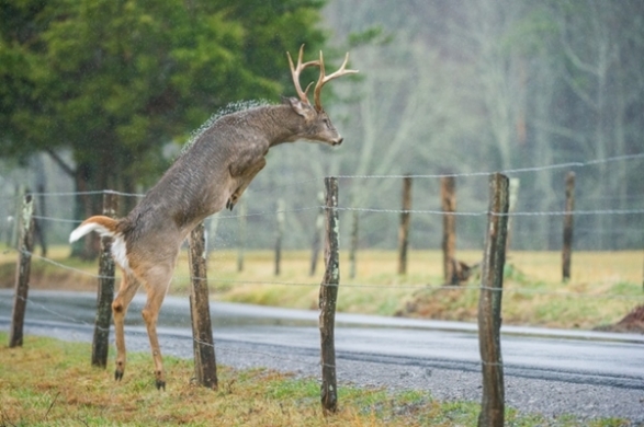 A rain-soaked whitetail buck jumping a fence with the air flow forcing water beads off the buck's back